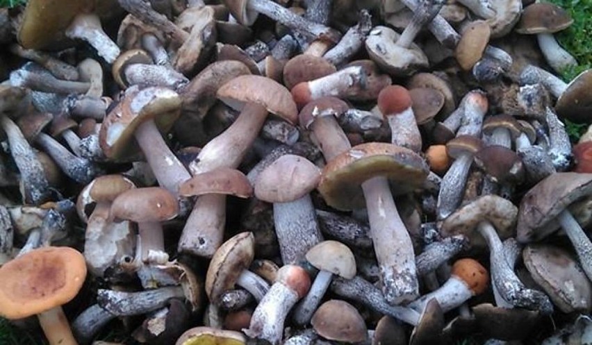 Atlas grzybów online. Galeria grzybów jadalnych i trujących. Jak odróżnić grzyby jadalne od trujących? [WIDEO]