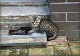 TOZ szuka opiekunów bezdomnych kotów