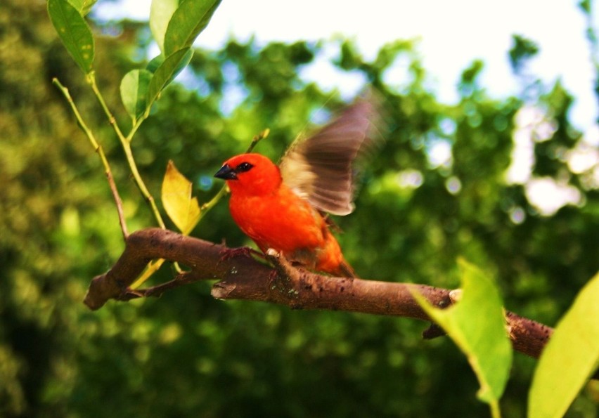 Ptaszek z Mauritiusa.Fot. Barbara Figurniak