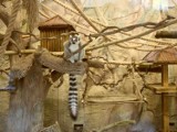 Król Julian i jego partnerki mają nowy dom w łódzkim zoo