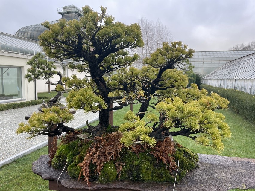 35-letnie drzewko bonsai w Wałbrzychu