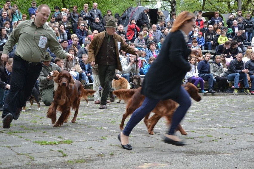 Wystawa psów w Rybniku