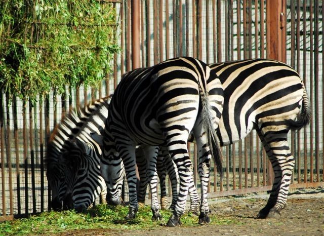 WE WROCŁAWSKIM ZOO