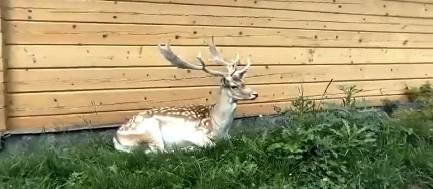 Krynica-Zdrój. Ogrody Żywiołów na Górze Parkowej mają nowych lokatorów. Zadomowiły się tam daniele, skąd się wzięły?