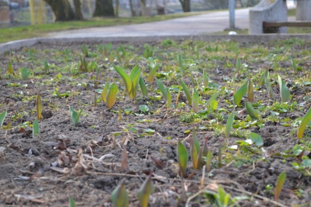 Nowy Dwór Gdański. Pierwszy dzień wiosny. Rośliny budzą się do życia