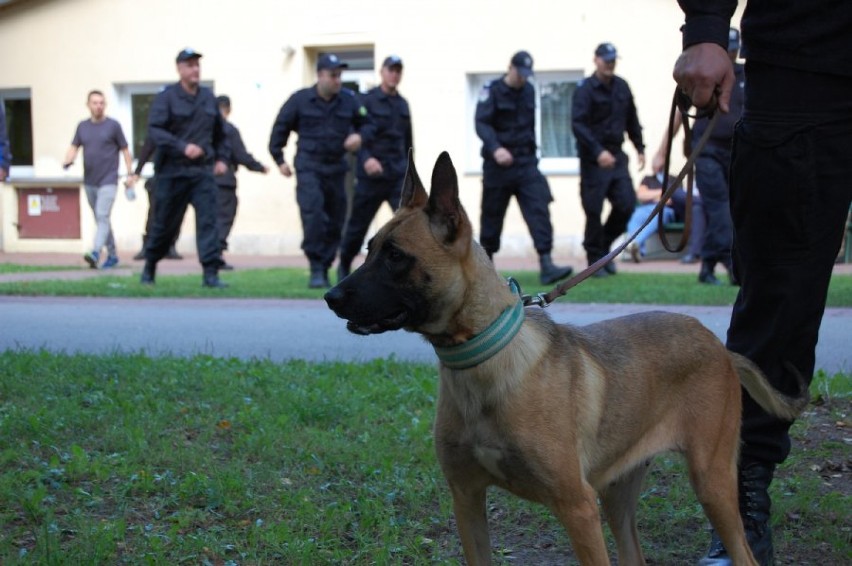Lambra I Lares w przyszłym roku trafią do jednostek policji w Pajęcznie i Wieruszowie