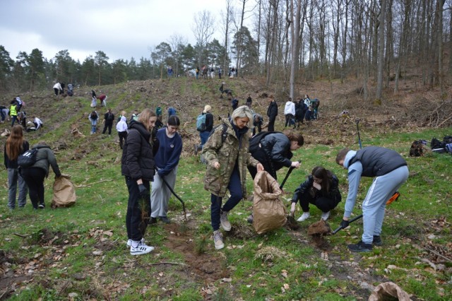 Lasy Państowe obchodzą stulecie powstania. Z tej okazji została zorganizowana akcja sadzenia drzew.