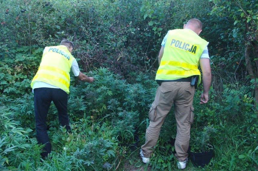 Plantacja konopi zlikwidowana. Dwaj zduńskowolanie zatrzymani