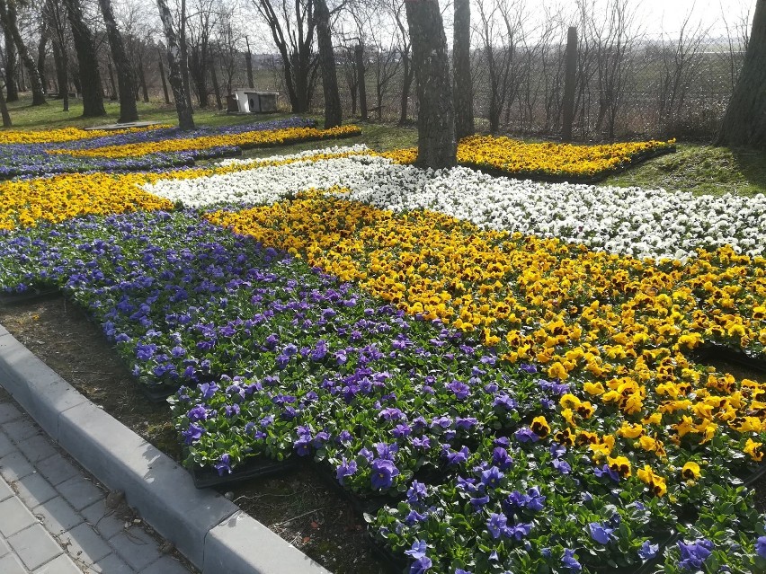 Wiosenne, kolorowe kompozycje ozdobią Inowrocław [zdjęcia]