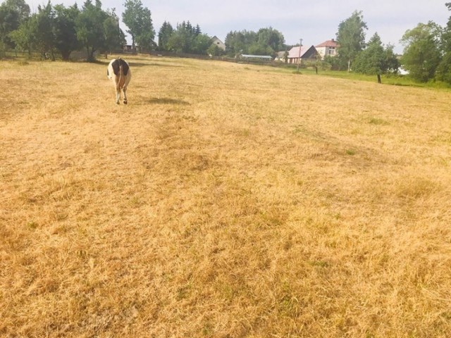 To zdjęcie wykonane zostało pod Korycinem, na początku czerwca.