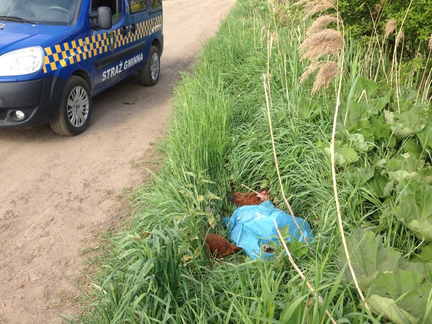 Łęgowo: Ktoś spakował kury w worki i porzucił przy drodze. Część padła, pozostałe uśpiono