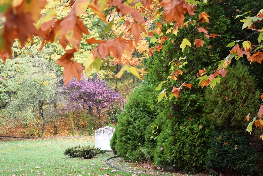 Taka będzie jesień w ogrodzie Muzeum Lubuskiego w Gorzowie