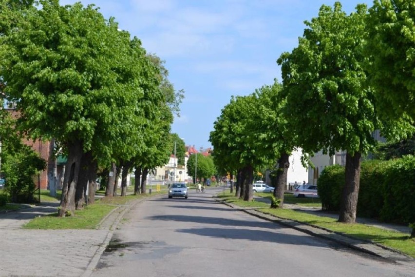 Nowy Dwór Gd. Aleje drzew przy ul. Dąbrowskiego i Dworcowej uzupełnione