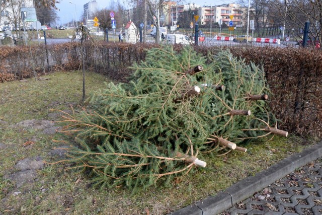 Do Ogrodu Botanicznego można przywieźć  niepotrzebne już choinki zarówno cięte jak i w doniczkach. Tutaj dostaną drugie życie. 

Zobacz kolejne zdjęcia