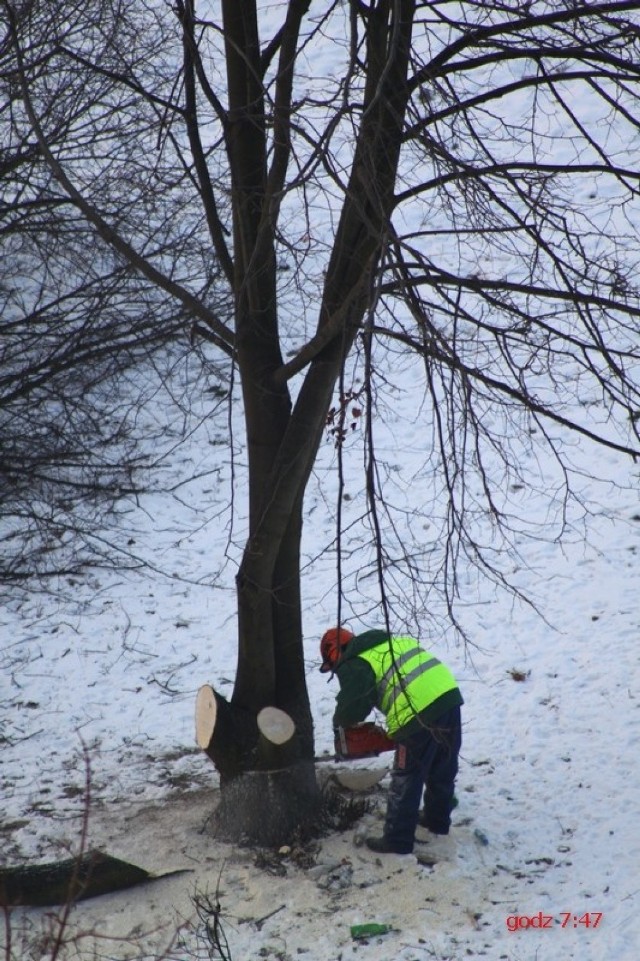 Jak informują nasi Czytelnicy, wycinka ruszyła w sobotę rano. – ...