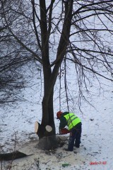Wycinka drzew na skwerze u zbiegu ul. Walecznych i Unickiej (zdjęcia)
