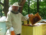 To było złe lato dla pszczelarzy