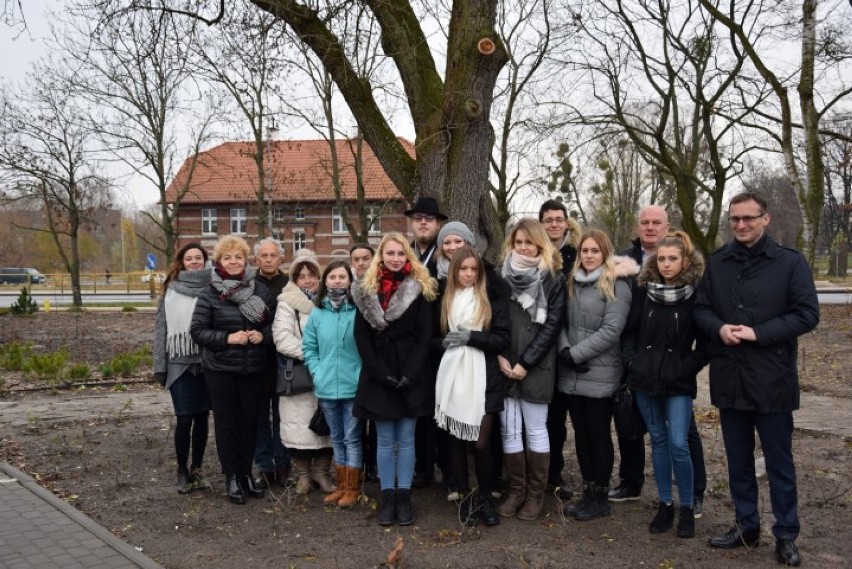 Pod ponad stuletnią gruszą, która rośnie w zrewitalizowanym...