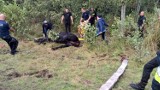 Koń na bagnach: funkcjonariusze uratowali zwierzę [ZDJĘCIA] 