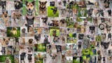 Potrzebne osoby z miejscem na reklamę Schroniska dla zwierząt w Zawierciu. 120 psów czeka na dom