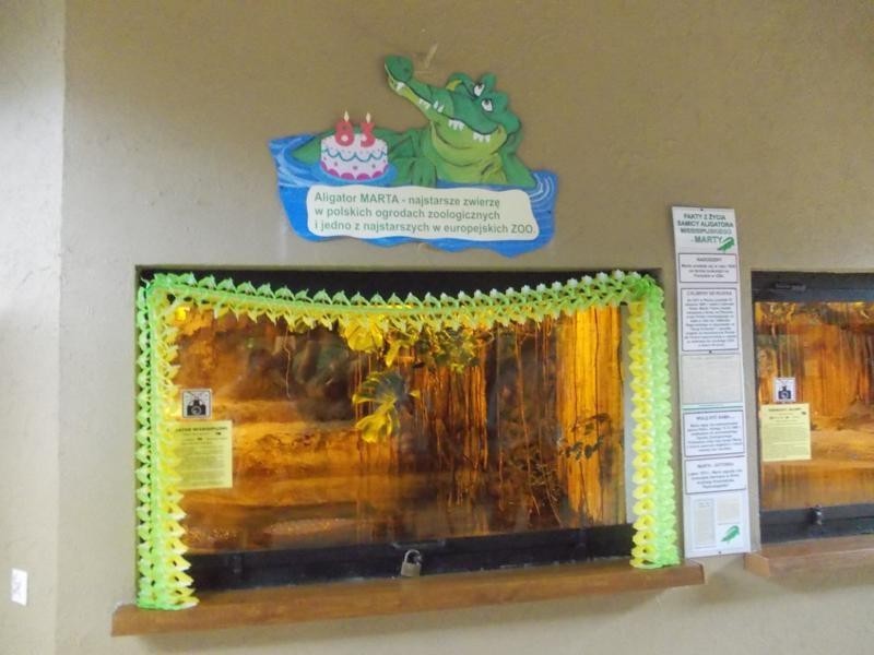 83. urodziny aligatorzycy Marty w płockim zoo