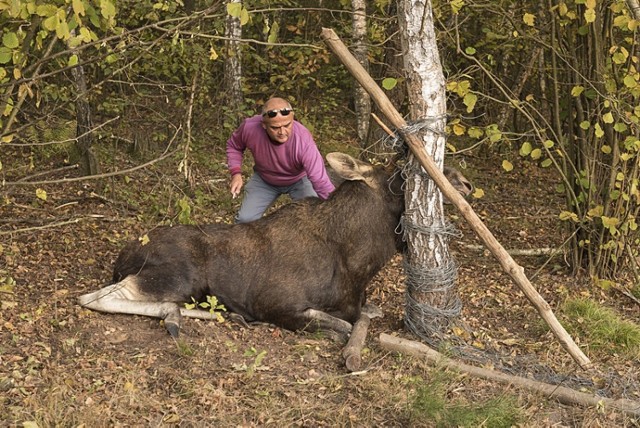 Wyryki. Łoś zaplątał się w siatkę, z pomocą ruszyli strażnicy leśni