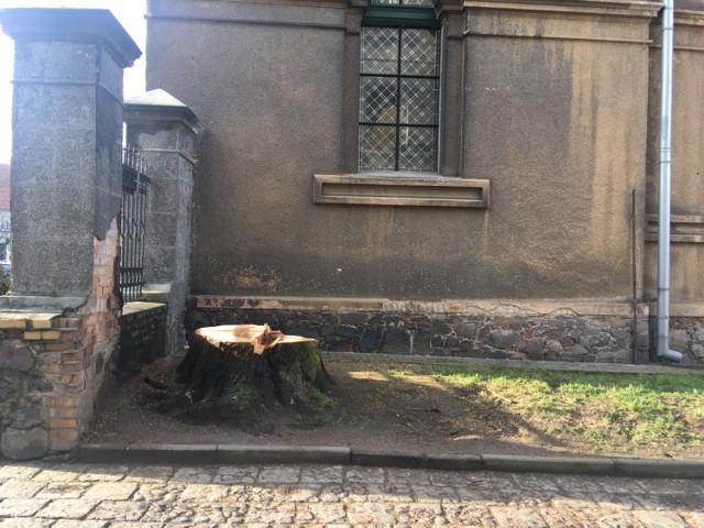 Po dorodnych kasztanach koło kościoła zostały tylko zdjęcia i wspomnienia...