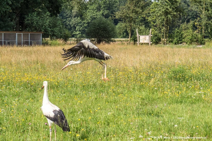 Drugi życiowy start bocianów z kliniki Naszego Zoo Goerlitz-Zgorzelec 