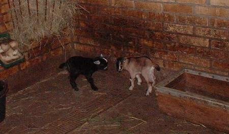 W Nowym zoo urodziły się kozy afrykańskie.