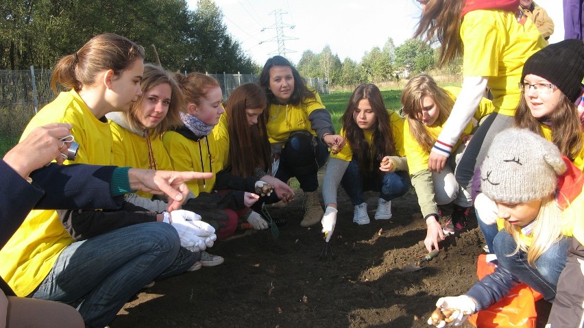 Pola Nadziei 2013 w Tychach. Sadzenie żonkili przy domu...