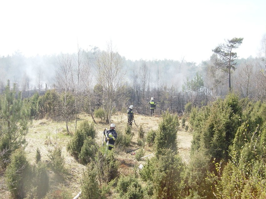 W pożarze spłonęło 1,5 ha lasu
