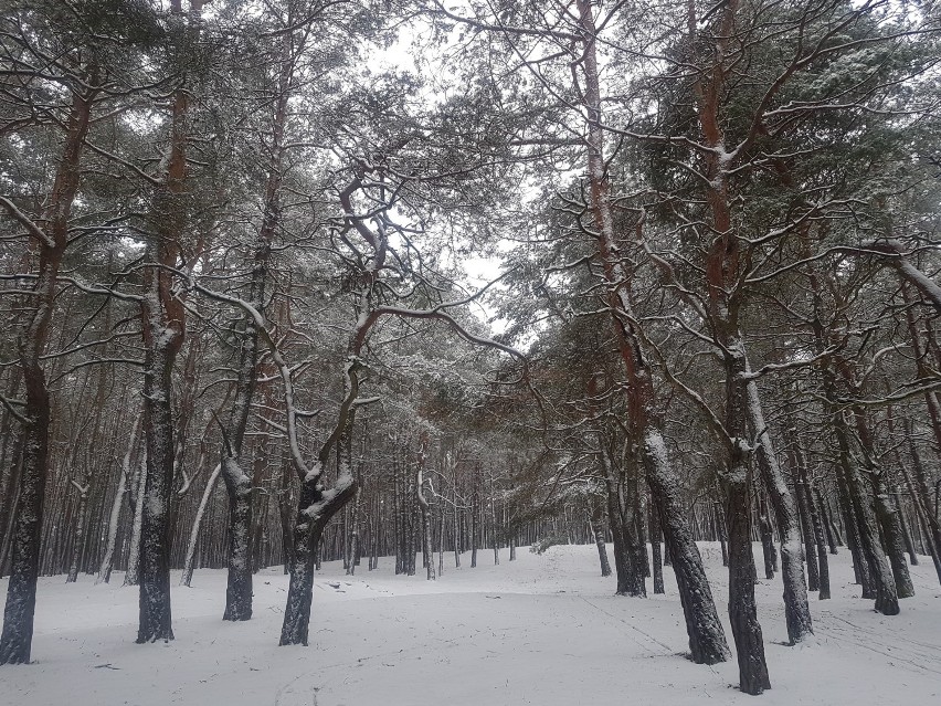 Przed ekstremalnymi mrozami ostrzega dr Marek Kučera,...