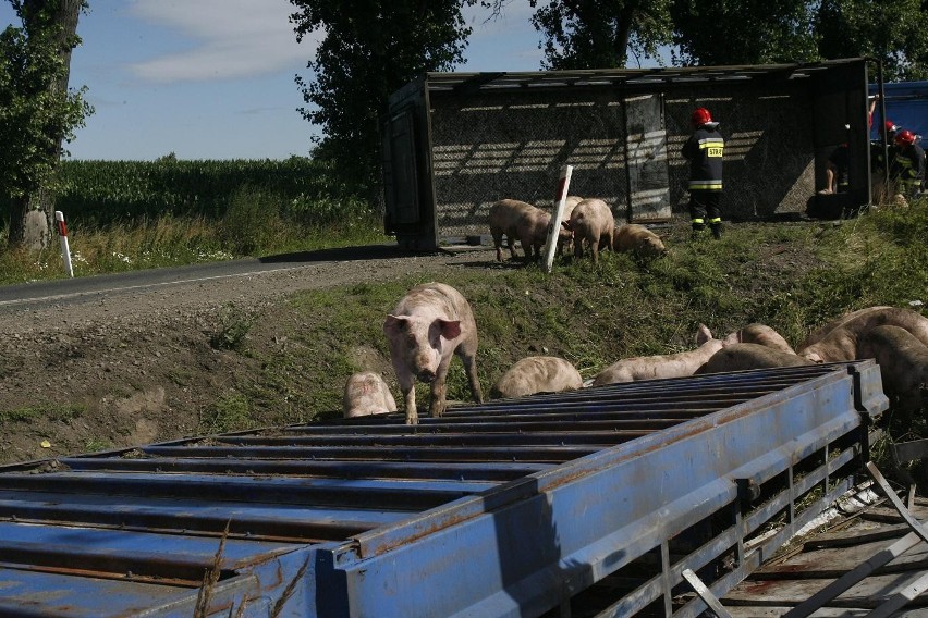 Wypadek ciężarówki ze świniami na trasie Legnica - Złotoryja (ZDJĘCIA)