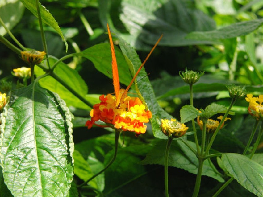 Motyle z Wyspy Mainau na Jeziorze Bodeńskim. Fot. Halina...