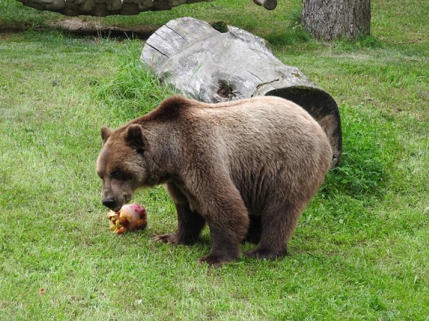 Idzie wiosna? Miś Grześ wybudził się z zimowego snu w ZOO Akcent