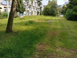 Trawa na Malczewskiego skoszona w połowie. Sprawdziliśmy dlaczego 