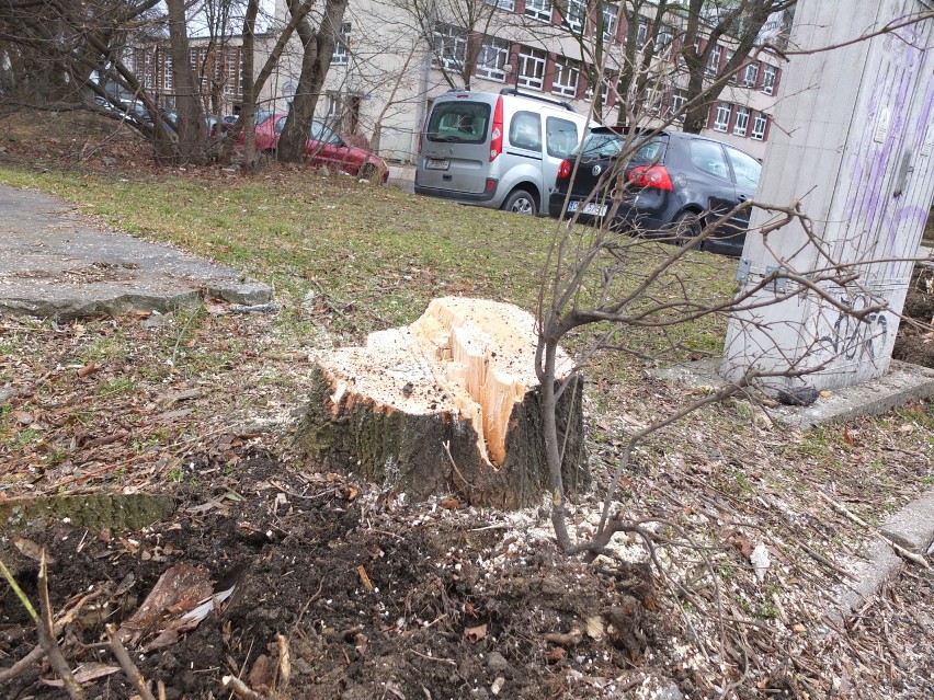 Kolejna wielka wycinka drzew w Opolu [zdjęcia, wideo]