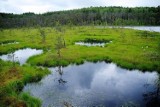 W lesie między jeziorami, bagnami i pływającymi wyspami – zaproszenie na spacer w gminie Bytów