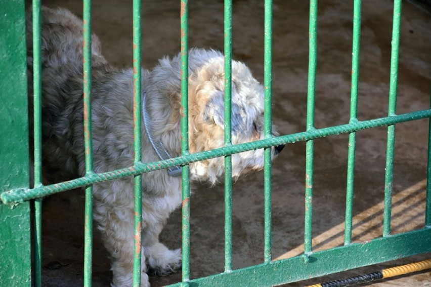 Te psy czekają na adopcję w legnickim schronisku.