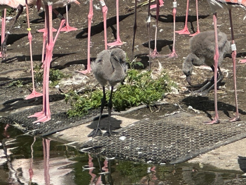Młode flamingi nie przypominają swoich rodziców