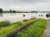 Powiat górowski. Wysoki poziom wody w Odrze. Mieszkańcy z niepokojem patrzą na rzekę. Radny pyta czy są bezpieczni [ZDJĘCIA]