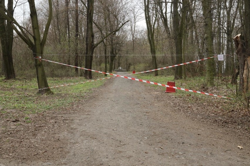 Zakaz wstępu do lasów. Petycja do Ministerstwa Środowiska: „Żądamy cofnięcia zakazu". Głos zabrał senator PO Bogdan Zdrojewski