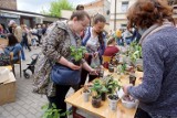 V Lubelska Wymiana Roślin przy ul. Zamojskiej w Lublinie. Chętnych nie brakowało! Zobacz zdjęcia