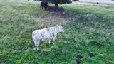 Krowa w paski na pastwisku koło Szczecinka. Takiej jeszcze nie widzieliście [zdjęcia]