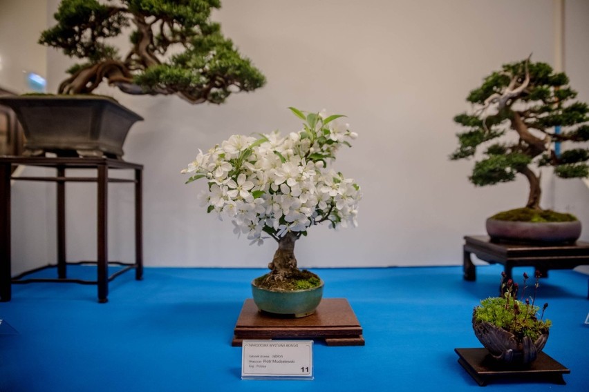 Światowa Wystawa Orchidei, Bonsai i Sukulentów, Warszawa. 12-13 października w Global Expo wielkie święto miłośników zieleni