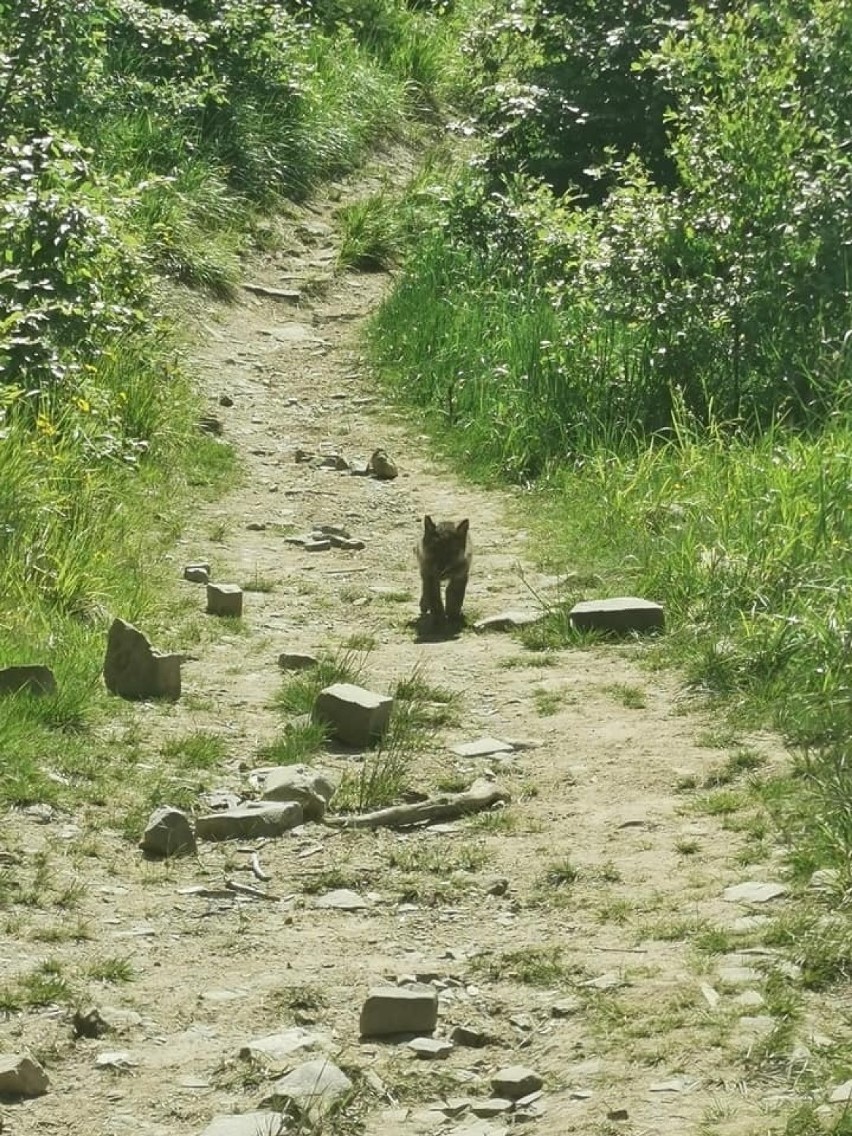 Małego wilczka można spotkać w rejonie Rysianki