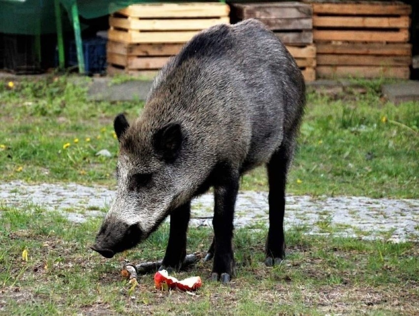 Problem z dzikami staje się coraz poważniejszy. W Gdańsku rozszarpały na śmierć małego psa