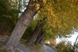 Jesienna Zduńska Wola. Miasto w barwach złotych liści na zdjęciach Czytelników