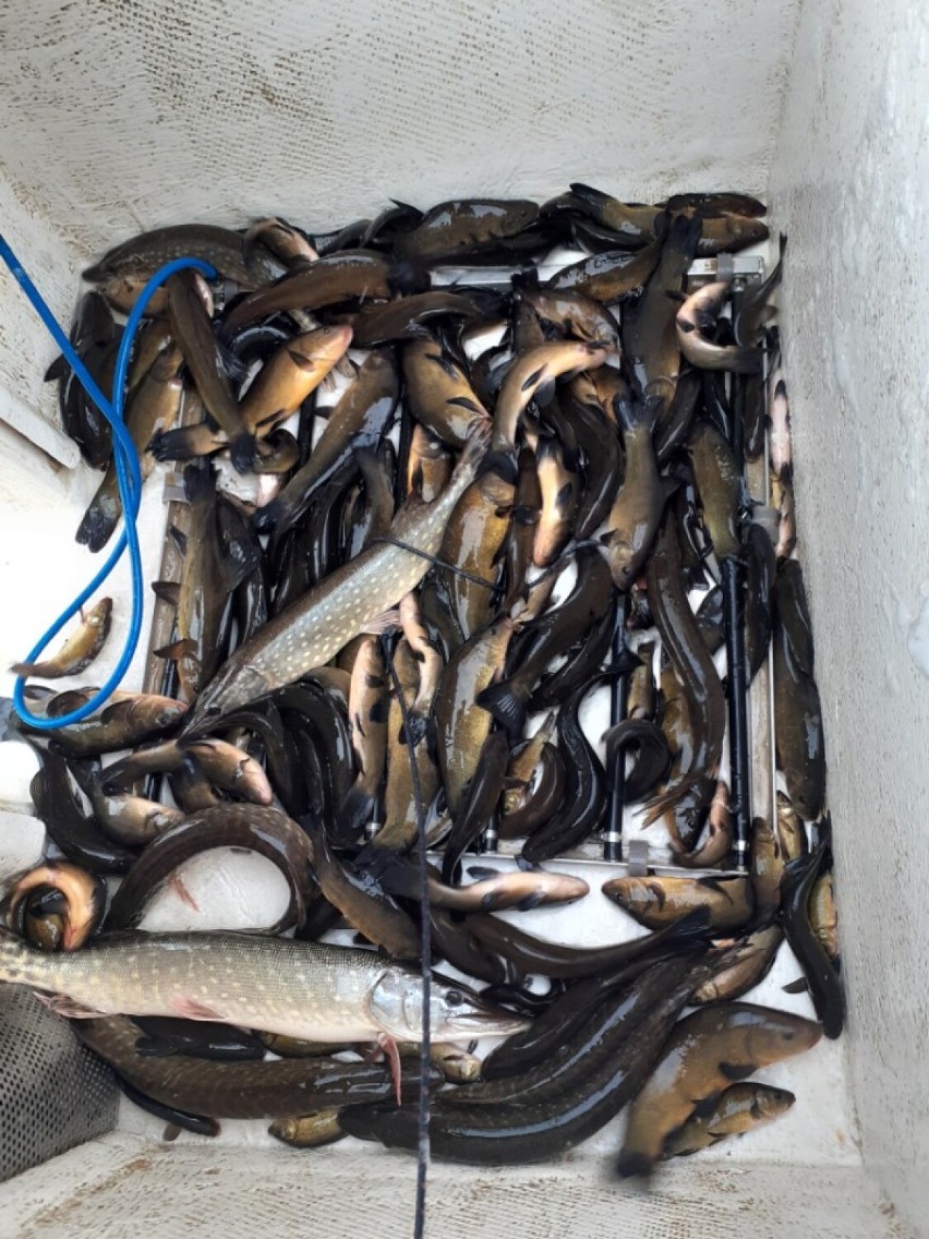 Wpuścili 600 kg karpia i 150 kg lina do zbiornika w Żarce nad Nysą. Obowiązuje zakaz połowu ryb