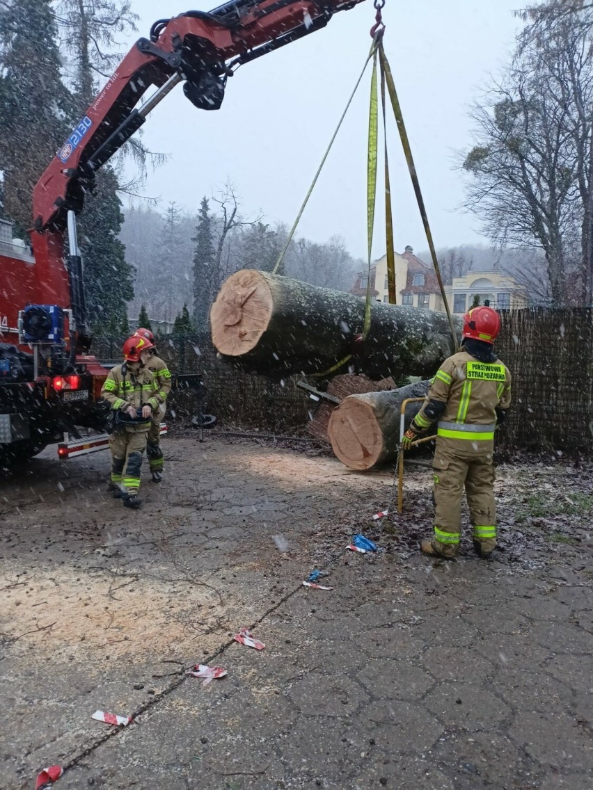 Silna wichura w Gdańsku powaliła drzewo